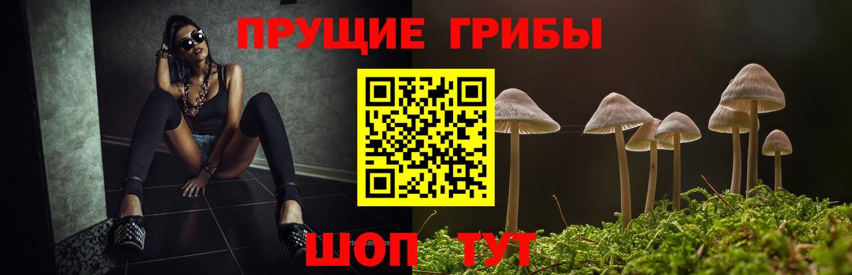 Галлюциногенные грибы Psilocybe Губкинский