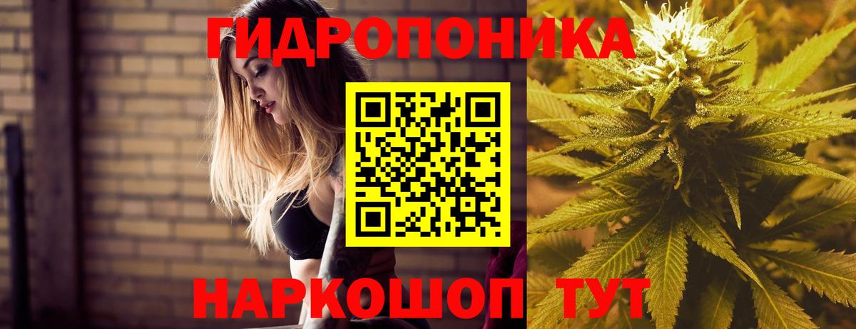 Конопля гибрид Губкинский